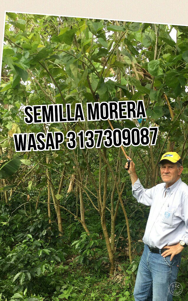 SILOS CON FORRAJERAS WASAP 3137309087