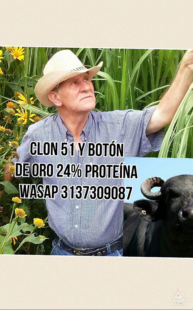 FORRAJERAS PARA EL VERANO GANADERO