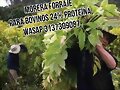 MORERA FORRAJE PARA BOVINOS