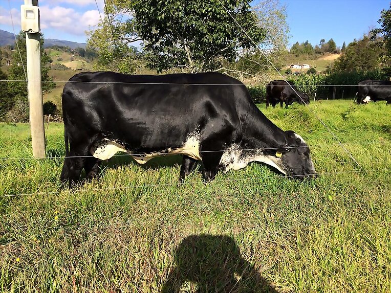 VENTA ESTRELLA AFRICANA LECHERIAS