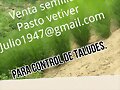 PASTO VETIVER EN TALUDES. WASAP 3137309087
