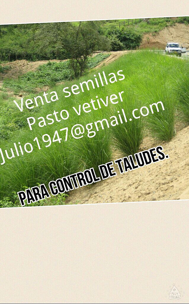 PASTO VETIVER EN TALUDES. WASAP 3137309087