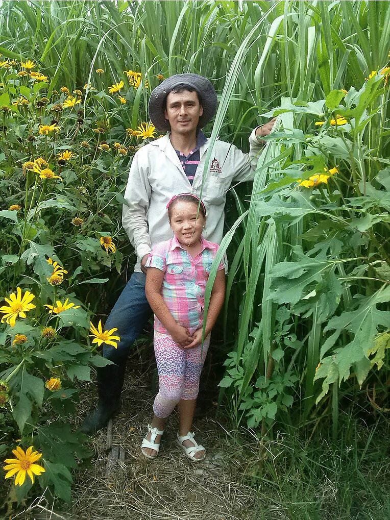 BOTON DE ORO FORRAJERA
