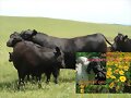 VENTA BOTON O TITONIA