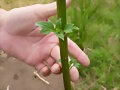 SEMILLA BOTON FORRAJERA,