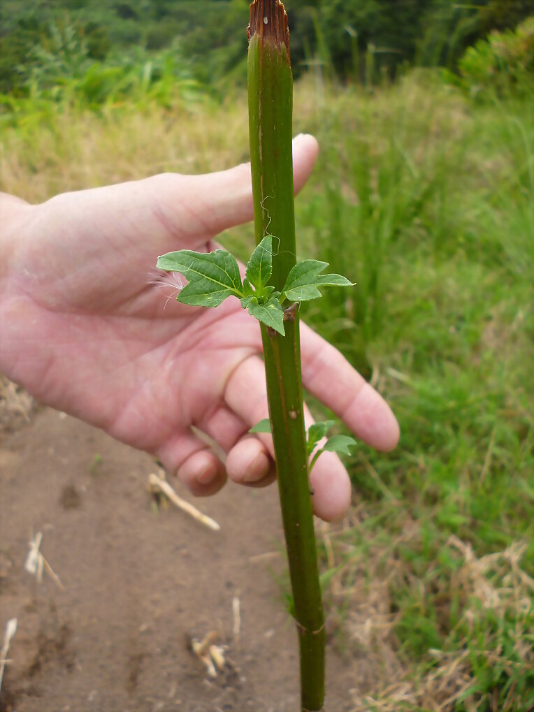 SEMILLA BOTON FORRAJERA,