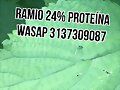 RAMIO PARA BOVINOS MAS PROTEINA