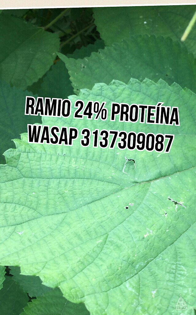 RAMIO PARA BOVINOS MAS PROTEINA