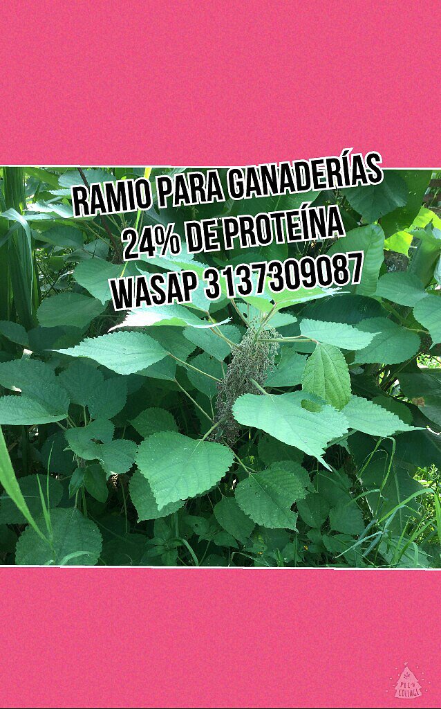RAMIO COMO FORRAJERA
