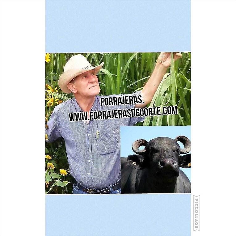 Web venta forrajeras.