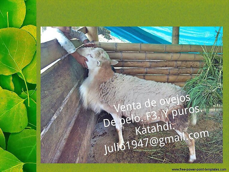 FORRAJES PARA CORDEROS