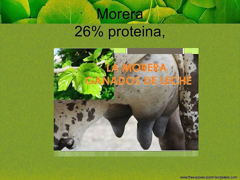 LA MORERA. PASTOS Y FORRAJES