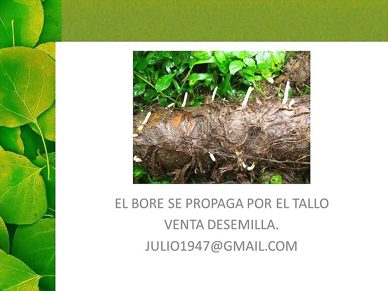 BORE PARA CERDOS Y PECES