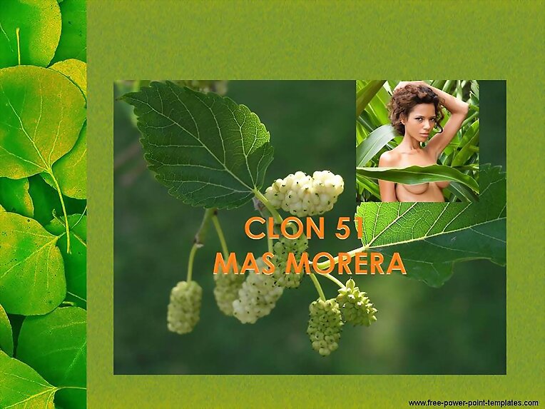 CLON 51 Y CUBA 22. FORRAJERAS