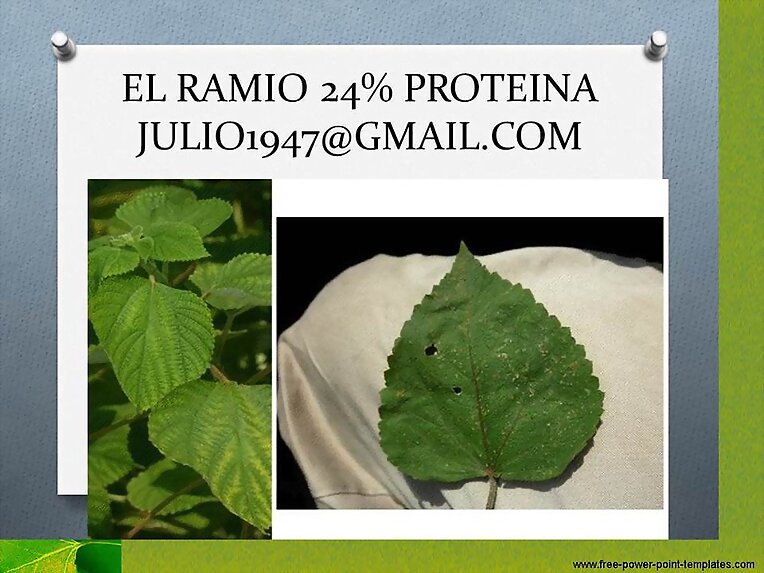 RAMIO. PASTOS Y FORRAJES