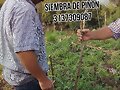 ARBOL DE PI&Ntilde;ON, PARA CERCAS
