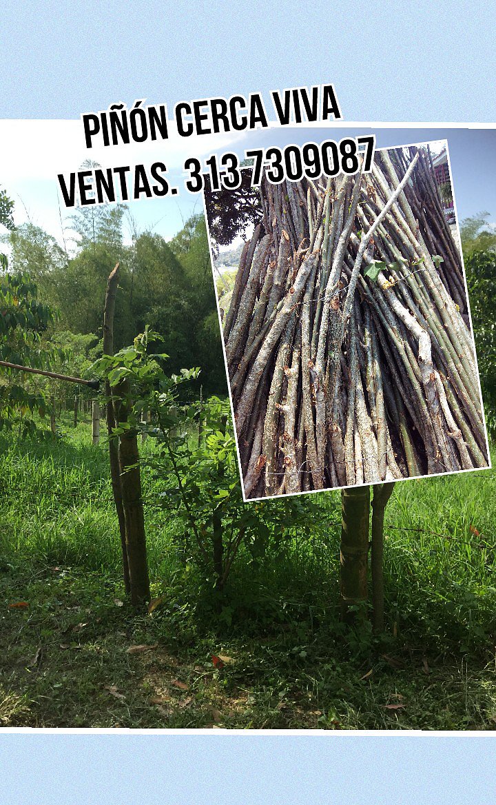 PIÑON PARA CERCAS