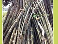POSTES DE PI&Ntilde;ON EN POTREROS