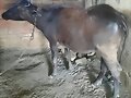 BUFALOS LECHERO Y TRABAJO