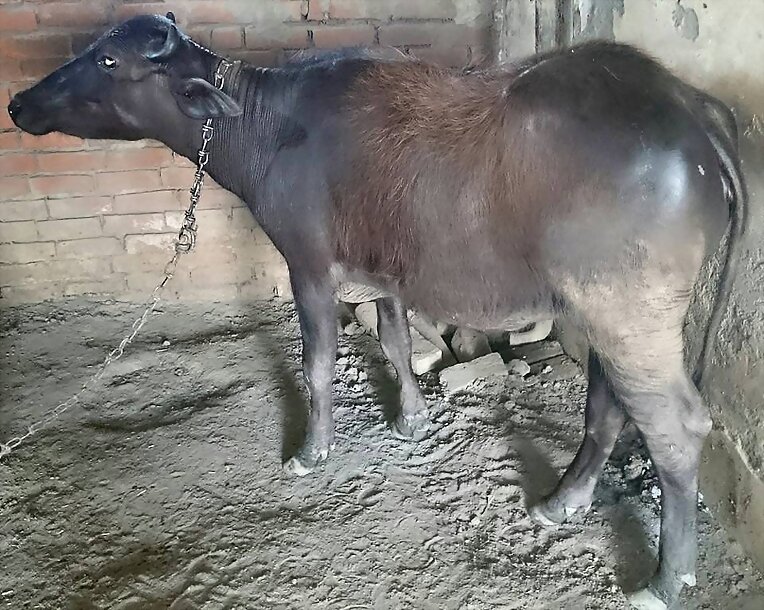BUFALOS LECHERO Y TRABAJO