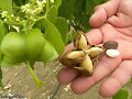 SACHA INCHI SEMILLA Y PRODUCTOS