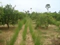 VETIVER ENTRE FRUTALES, SEMILLAS 3137309087 COLOMB