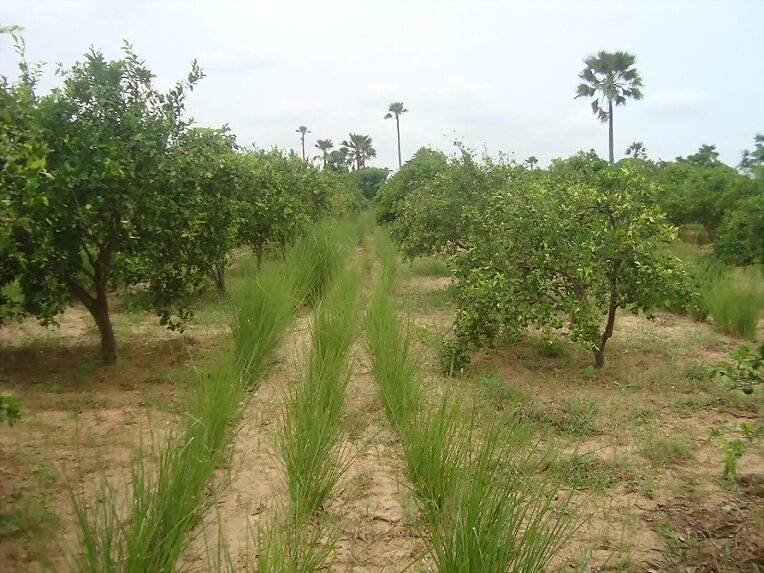 VETIVER ENTRE FRUTALES, SEMILLAS 3137309087 COLOMB