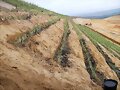 VETIVER RECUPERACION TERRENOS, 3137309087