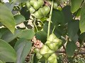 Plukenetia Huayllabambana, semilla venta 313730908