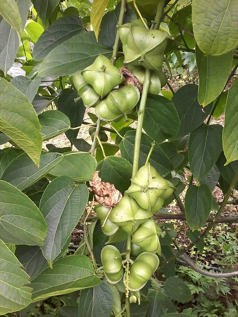 Plukenetia Huayllabambana, semilla venta 313730908