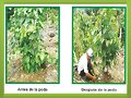 Plukenetia Huayllabambana, VENTA SEMILLA 313730908