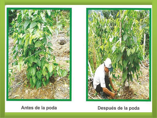 Plukenetia Huayllabambana, VENTA SEMILLA 313730908