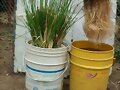 vetiver descontamina aguas. ventas. 3137309087