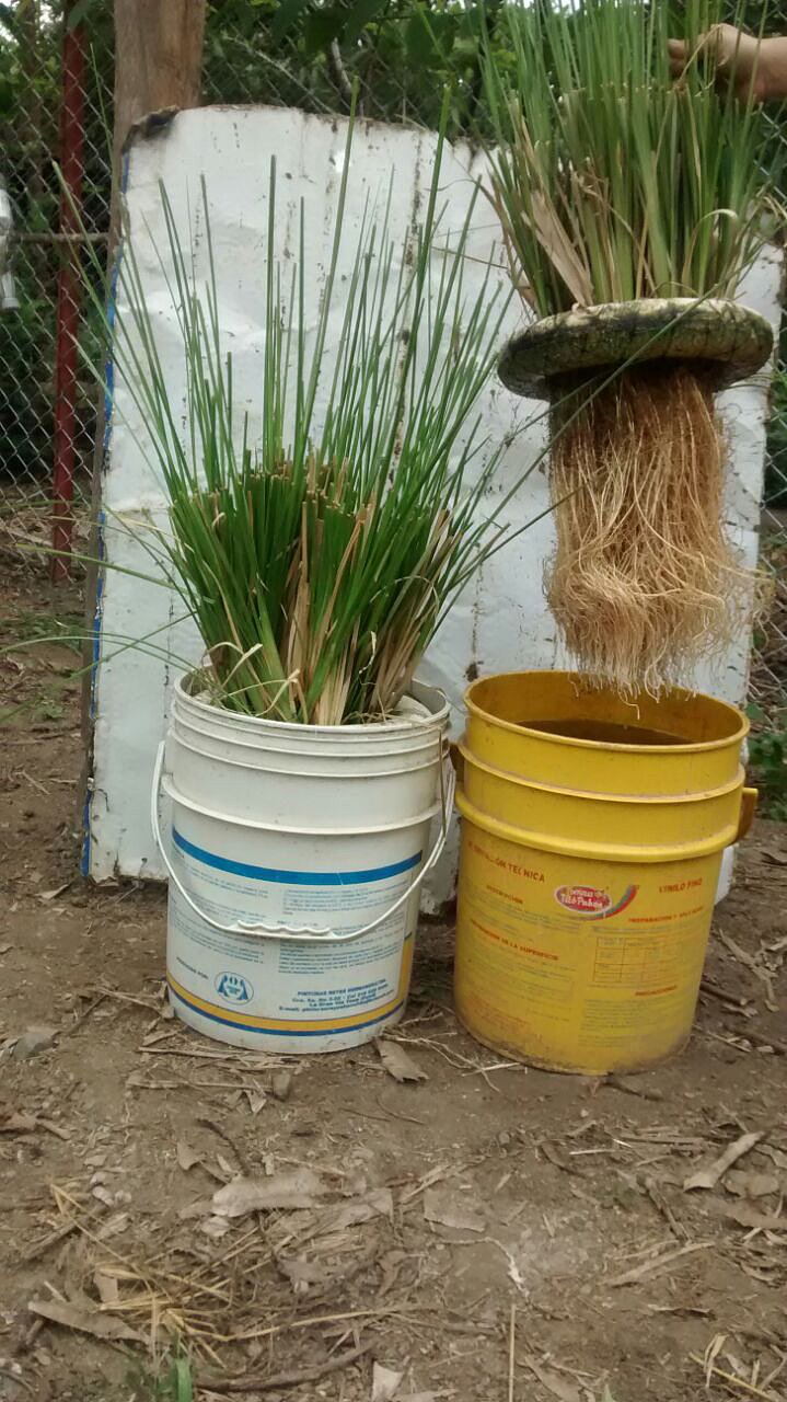 vetiver descontamina aguas. ventas. 3137309087