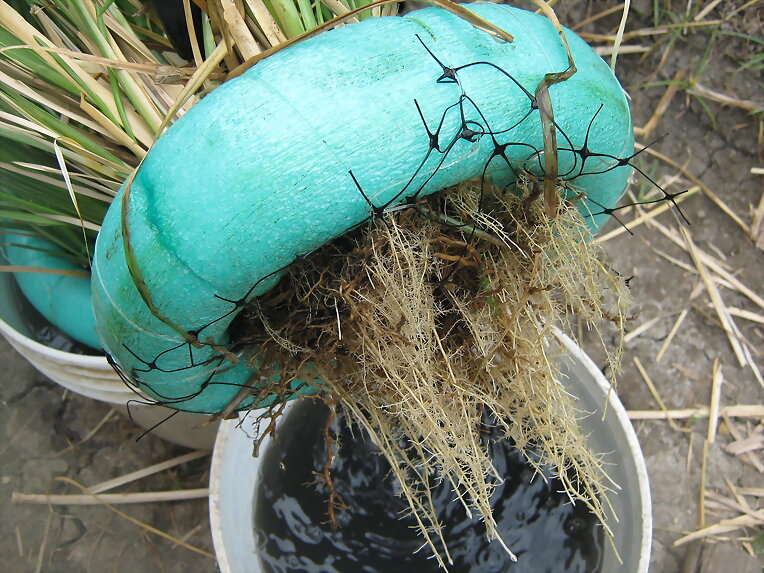AGUAS RESIDUALES. VETIVER 3137309087