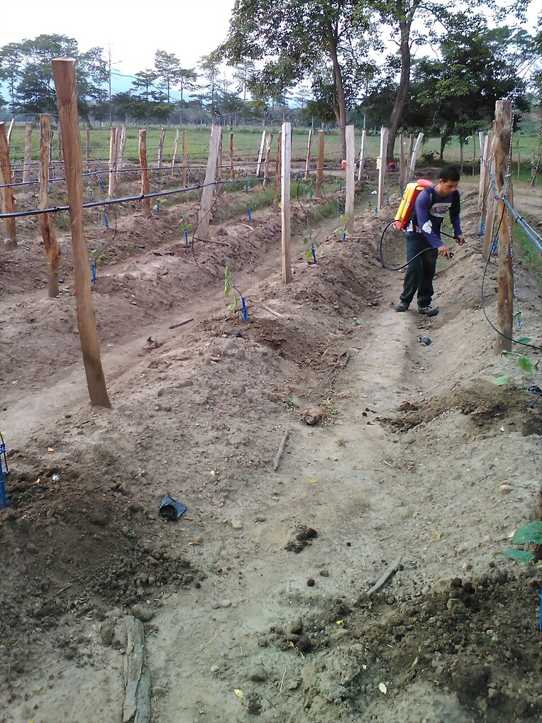 cultivo de sacha inchi