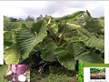 BORE ALIMENTO PARA CERDOS Y PECES
