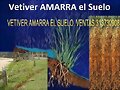 PASTO VETIVER SEMILLA