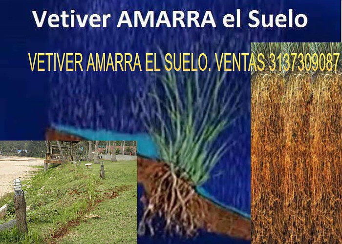 PASTO VETIVER SEMILLA