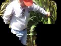 PASTO CA&Ntilde;A MAIZ