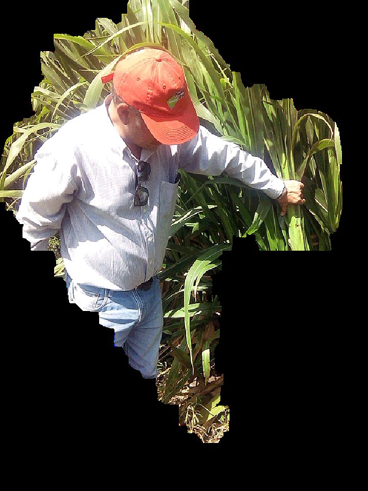 PASTO CAÑA MAIZ
