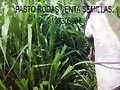 PASTOS DE CORTE CUBA, RODAS Y CLON51