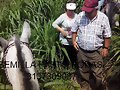 PASTO RODAS PARA CORTE