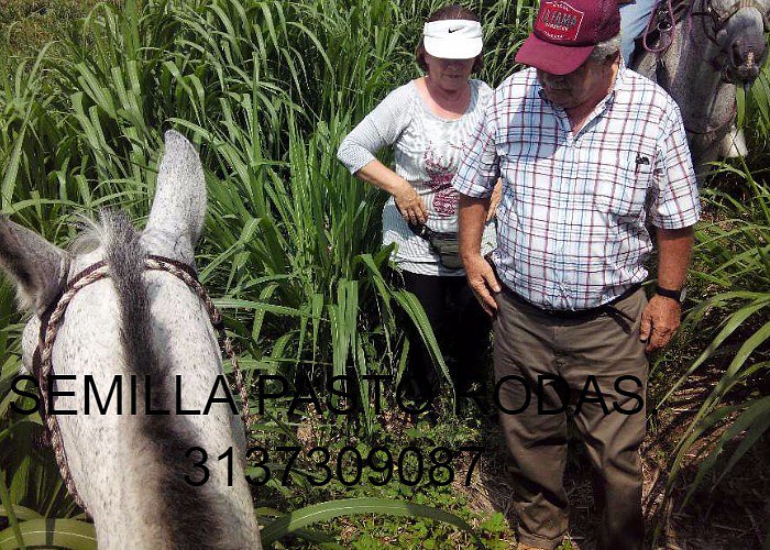 PASTO RODAS PARA CORTE