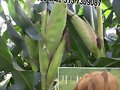 SILO DE MAIZ . VENTAS 3137309087