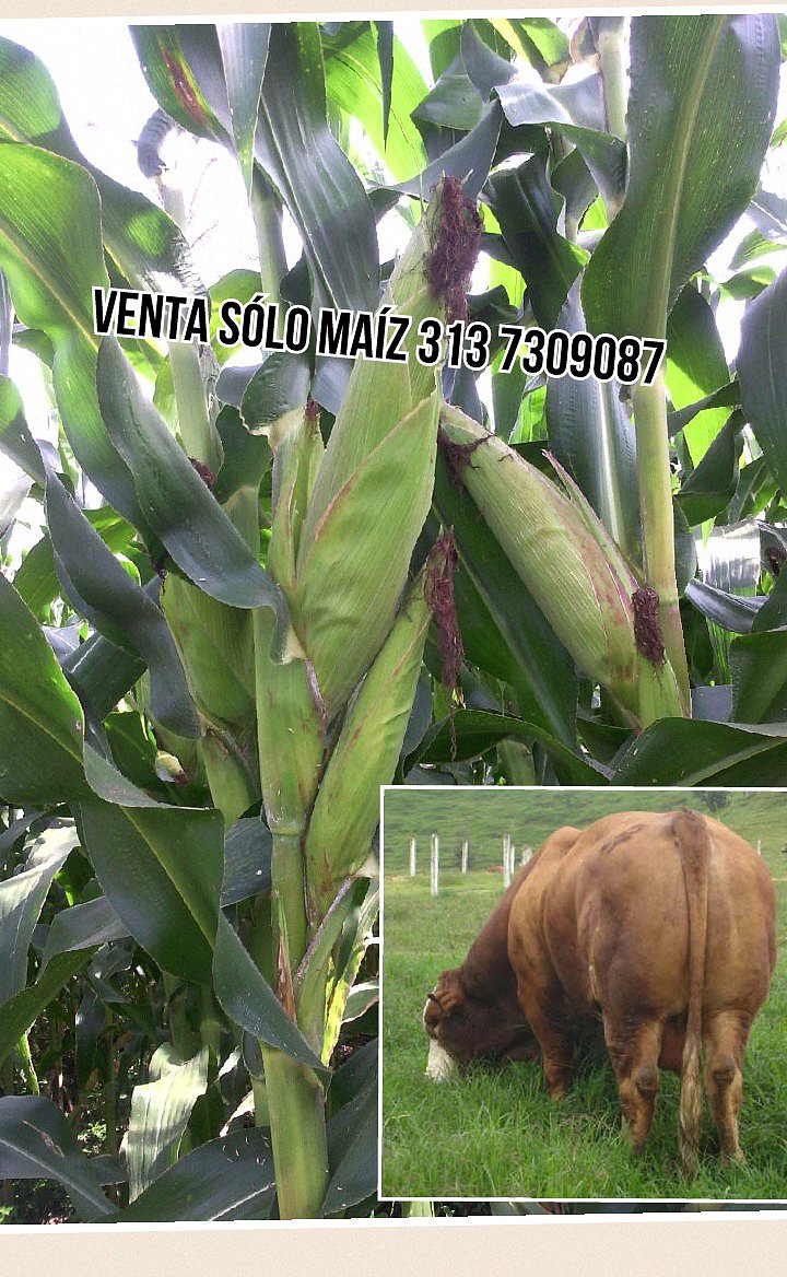 SILO DE MAIZ . VENTAS 3137309087