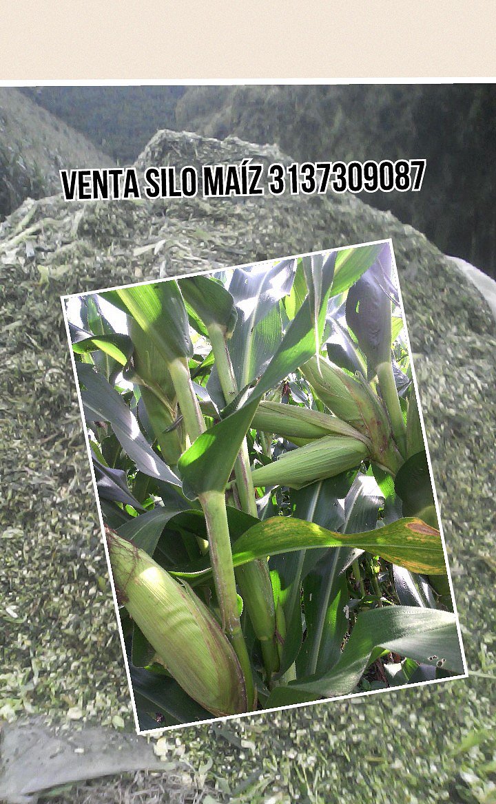 ENSILAJE DE MAIZ, CEL. 3137309087