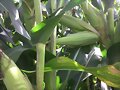 MAIZ ALIMENTO PARA LECHERIAS. 3137309087 COLOMBIA.