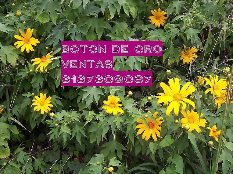 BOTON DE ORO