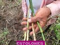 SEMILLA DE PASTOS DE CORTE. 3137309087